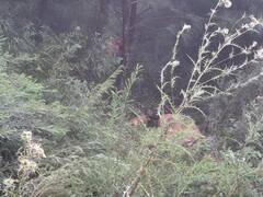 जम्मू कश्मीर के उरी सेक्टर में तीन आतंकी ढेर, भारतीय सीमा में दाखिल होने की कोशिश का वीडियो आया सामने