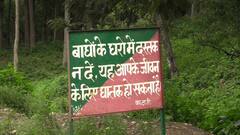 38 दिन बाद भी वन विभाग की पकड़ से बाहर बाघ, अब ट्रेंकुलाइज की रणनीति बनाने की तैयारी