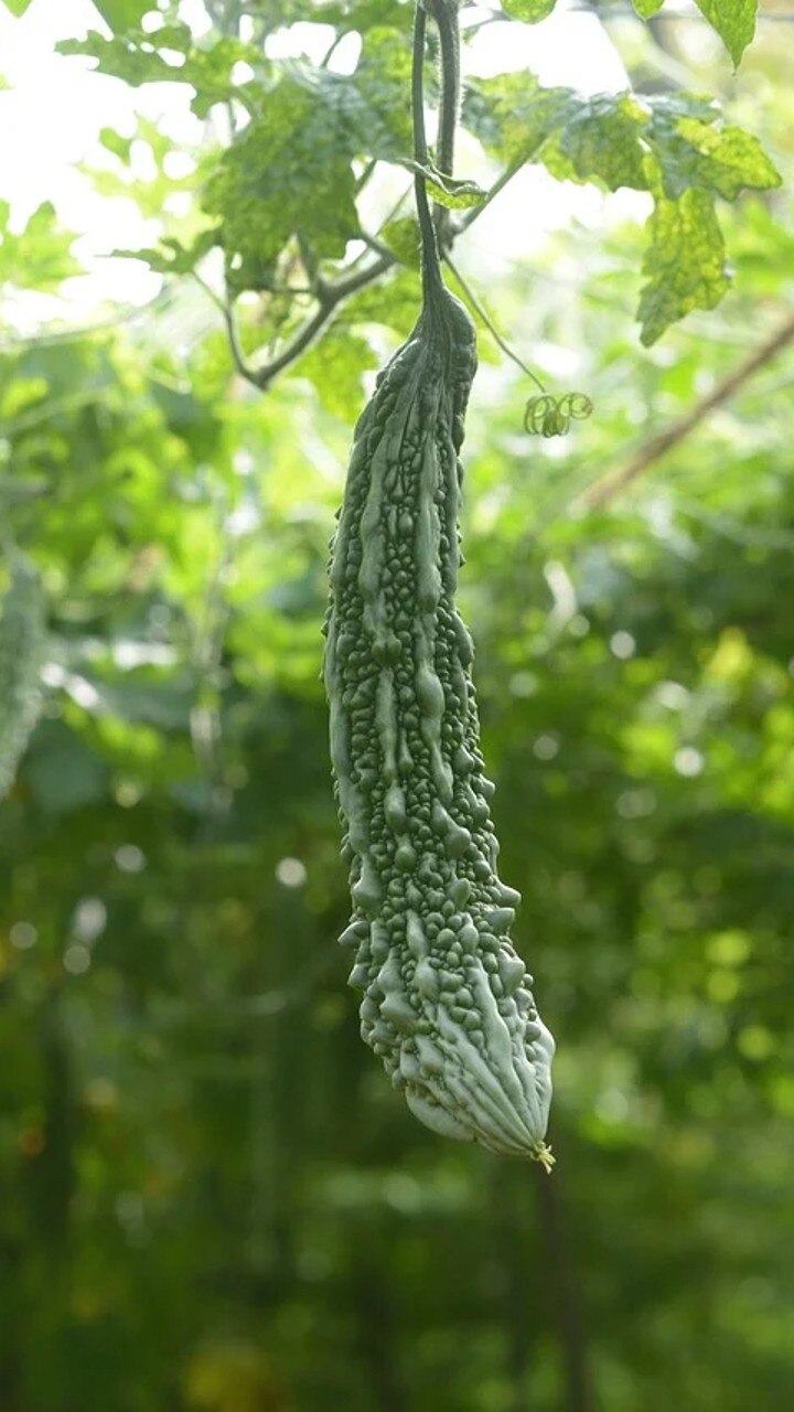 பாகற்காயில் அதிக நீர்ச்சத்து உள்ளது,