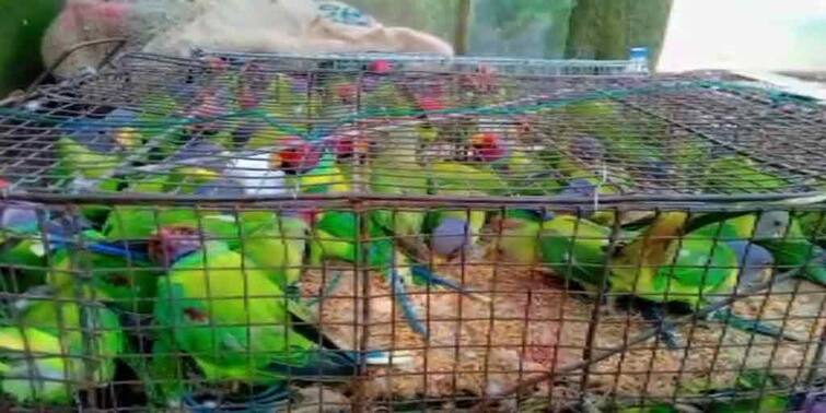 West Burdwan News 2 Bird Smuggler arrested by Forest Department West Burdwan News: প্রায় ২০০-র উপর টিয়া পাচার করতে গিয়ে বন দফতরের জালে ২ পাচারকারী
