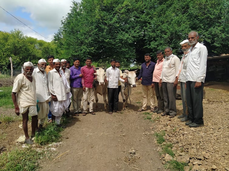 Maharashtra Beed News With the help of donors farmer of Beed got new pair of Bull Bail Pola Marathi News Maharashtra Beed News : बैलपोळ्याची अशीही भेट; दानशूरांच्या मदतीतून शेतकऱ्याला मिळाली सर्जा-राजाची जोडी