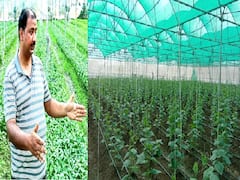 ब्रिटेन में फेमस हुईं गाजीपुर के किसान की ऑर्गेनिक सब्जियां, इस तकनीक से खेती करके कमा रहे हैं 10 लाख का मुनाफा