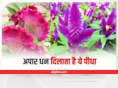 Vastu Tips For Plant: घर में लगा लिया ये एक पौधा तो खुल जाएगा भाग्य, जमकर बरसेगा पैसा, जानें सही दिशा