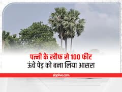 पत्नी से हुआ झगड़ा तो पति ने 100 फीट ऊंचे ताड़ के पेड़ को बना लिया आसरा, उतारने में पुलिस भी नाकाम