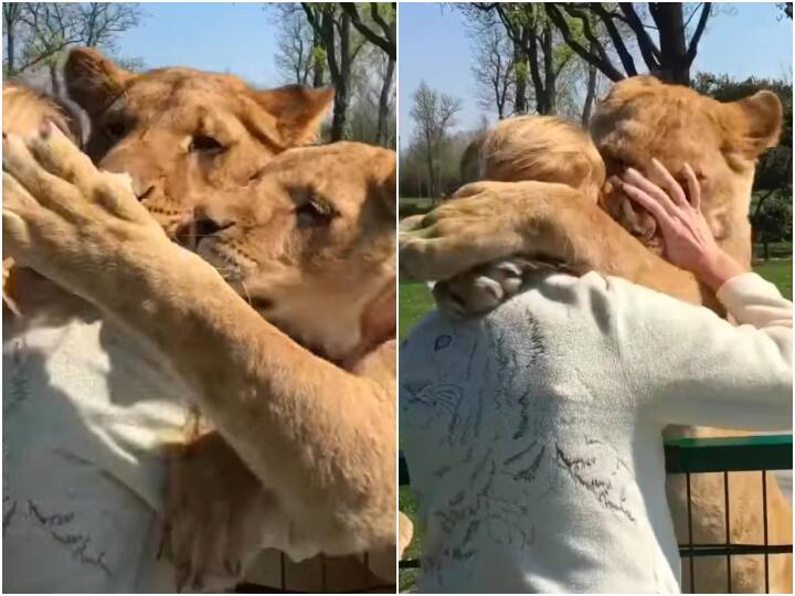 Lions hug kisses to woman saved lives winning internet loving Shocking viral video Watch: शेरों ने महिला को दी जादू की झप्पी! Video देखकर आंखें फटी रह जाएंगी