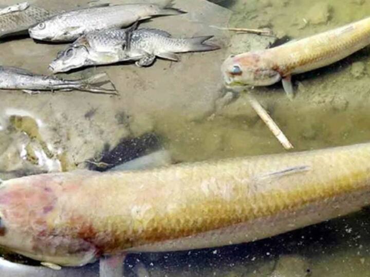 National green tribunal forms joint committee to study Krishna river fish death Krishna River Fish Death : कृष्णा नदीतील मृत माश्यांचा अभ्यास करण्यासाठी राष्ट्रीय हरित लवादाकडून संयुक्त समिती स्थापन
