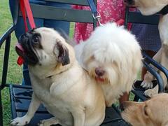 In Pics: जोधपुर में International Dog Day पर कुत्तों के लिए पूल पार्टी का आयोजन, केक भी कटा