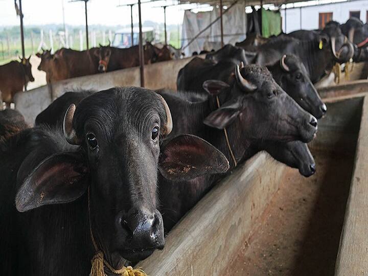 dehorning benefit process of dehorning cattle is called क्या गाय, भैंस के सींग कटवाने जरूरी होते हैं? अगर नहीं कटवाएंगे तो क्या होगा?