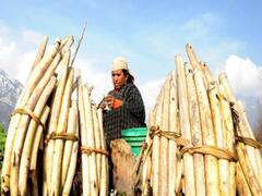 कमल कंद की खेती से मिलेगा कमाल का मुनाफा, हर बंडल की बिक्री से होगी 50 हजार की कमाई