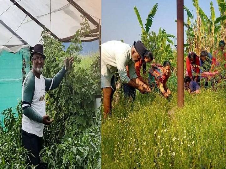 Farmer Chandrashekhar Pandey stopping migration giving employment for herbal farming in Bageshwar Uttarakhand Success Story: 22 साल की नौकरी छोड़कर गांव से बढ़ता पलायन रोका, अब जड़ी-बूटियों की खेती के जरिये गांव वालों को दे रहे हैं रोजगार