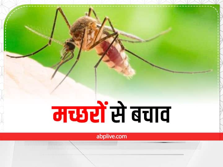 keep mosquitoes away for better sleep health dengue malaria prevention tips फिर बढ़ गया है मच्छरों का प्रकोप, इन आसान तरीकों से करें बचाव