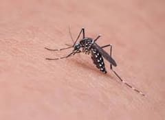 रात के अंधरे में भी हमें ढूंढकर कैसे आतंक मचाते हैं मच्छर, जानिए कारण