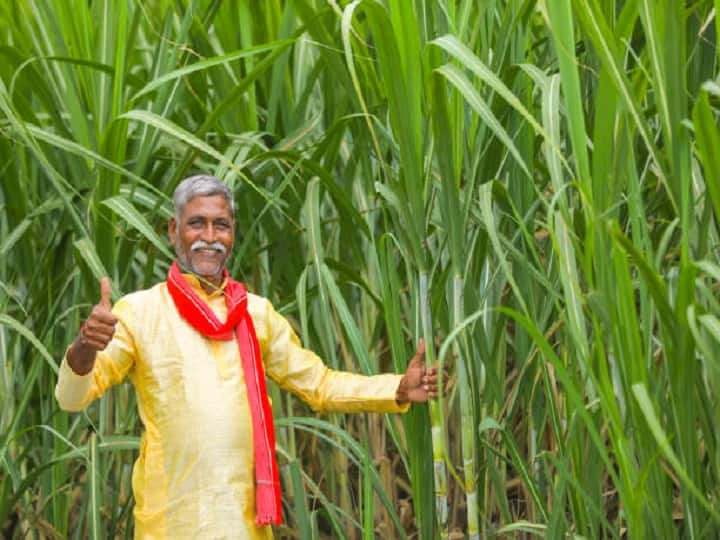 Two new varieties of sugarcane will promote sweetness & profit of Farmers by adopting these method Sugarcane Farming: किसानों के जीवन में मिठास घोलेंगी गन्ना की दो नई किस्में, अधिक उपज के लिये अपनायें ये उपाय