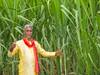 Sugarcane Farming: किसानों के जीवन में मिठास घोलेंगी गन्ना की दो नई किस्में, अधिक उपज के लिये अपनायें ये उपाय