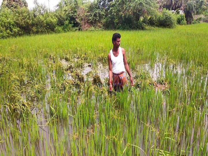 Paddy cultivation is not being done in 500 villages of Assam due to the sand of Brahmaputra river इस राज्य के 500 गांवों के लिए संकट बनी ब्रह्मपुत्र और उसकी सहायक नदियां...वजह हैरान कर देगी