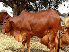 छोटे किसानों की तरक्की में भागीदार बनेगी लाल कंधारी गाय, दूध उत्पादन के जरिये होगा लाखों का मुनाफा