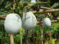 आगरा जैसा बेहतरीन पेठा बनाने के लिए अपने इलाके में उगाएं पेठा कद्दू, टूट जाएंगे कमाई के सभी रिकॉर्ड