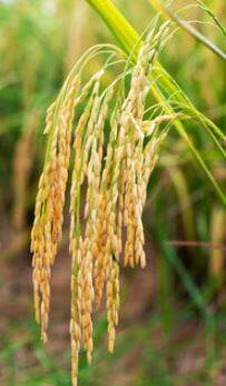 कमी पावसाचा पूर्व आणि ईशान्य भारताला फटका