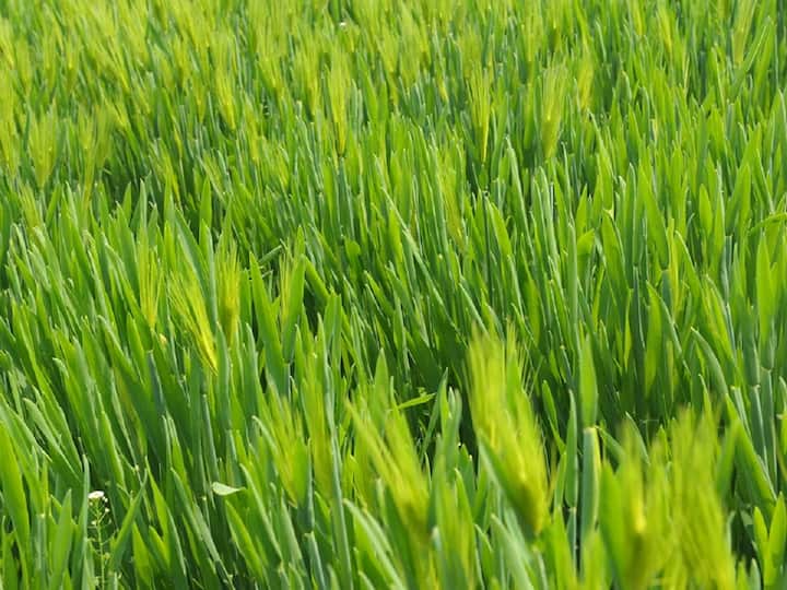 How to Grow Wheat Gross At Home Wheat Grass: వీట్ గ్రాస్ ని ఇంట్లోనే ఇలా సులువుగా పెంచుకోవచ్చు!