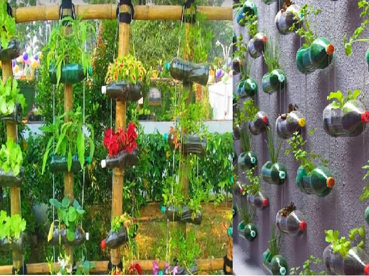 Gardening Tips: घर को गुलजार बना देंगी प्लास्टिक की खाली बोतलें, इस तरह कम खर्च में शुरू करें वर्टिकल गार्डनिंग Gardening Tips start vertical gardening at low cost with Empty plastic bottles Gardening Tips: घर को गुलजार बना देंगी प्लास्टिक की खाली बोतलें, इस तरह कम खर्च में शुरू करें वर्टिकल गार्डनिंग