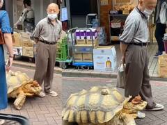 Viral Tortoise : சுத்தி பாக்கப்போறேன் ஜாலியா.. தொப்பியுடன் ஆமை.. வாவ் காட்சி வைரல்..