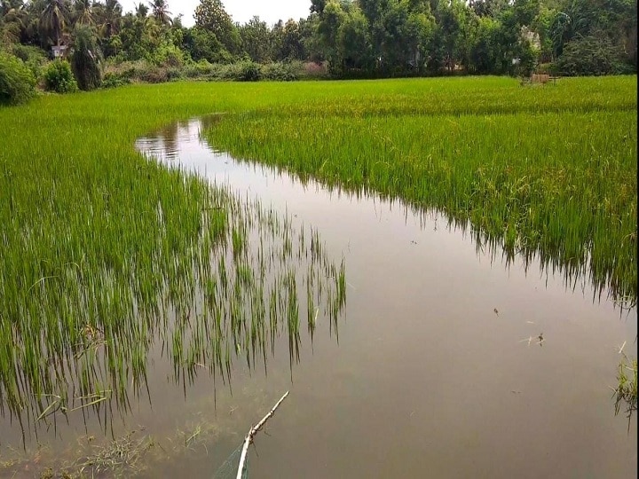 திருவாரூர் அருகே வெண்ணாற்றில் உடைப்பு...ஆற்று நீர்  நிலத்தில் புகுந்ததால் விவசாயிகள் வேதனை..!