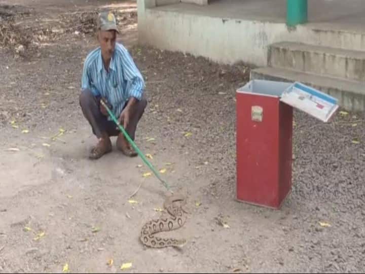 MP News India most venomous snake Russell Viper found in Khandwa Civil Line ann Khandwa News: लोग जिसे समझ रहे थे मामूली अजगर वो निकला भारत का सबसे जहरीला सांप, अधिकारी बोले- इसके काटने से कुछ ही घंटों में हो जाती है मौत