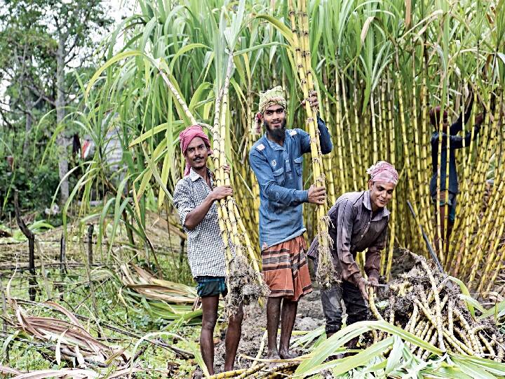 One click will be able to know the details of sugarcane crop Sugarcane Production: यूपी में गन्ना खेती होगी स्मार्ट, एक क्लिक पर किसान जान लेगा पूरा ब्यौरा