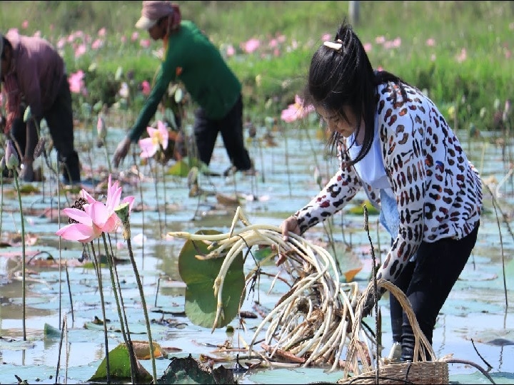 Lotus Farming: कमल कंद की खेती से मिलेगा कमाल का मुनाफा, हर बंडल की बिक्री से होगी 50 हजार की कमाई