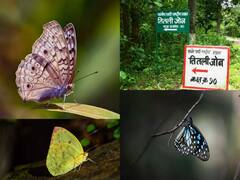 बस्तर के इस पार्क में है एकमात्र तितली जोन, जहां पाई जाती 80 से ज्यादा खास प्रजातियों की तितलियां
