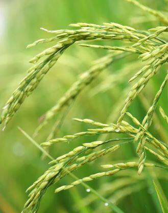 खरीप हंगामात भाताच्या लागवडीत  5.99 टक्क्यांची घट