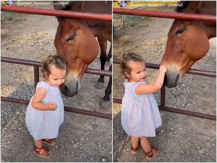 Horse & Little Girl Adorable Friendship and Animal Reaction Winning Netizens Viral Video On Social Media Viral Video: बच्ची और घोड़े की दोस्ती ने जीता यूजर्स का दिल, वायरल हुआ वीडियो