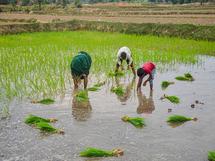 Paddy sowing down by 5.99 pc so far; major lag in Jharkhand, West Bengal, Chattisgarh Rice sowing : खरीप हंगामात भाताच्या लागवडीत 5.99 टक्क्यांची घट, कमी पावसाचा पूर्व आणि ईशान्य भारताला फटका 