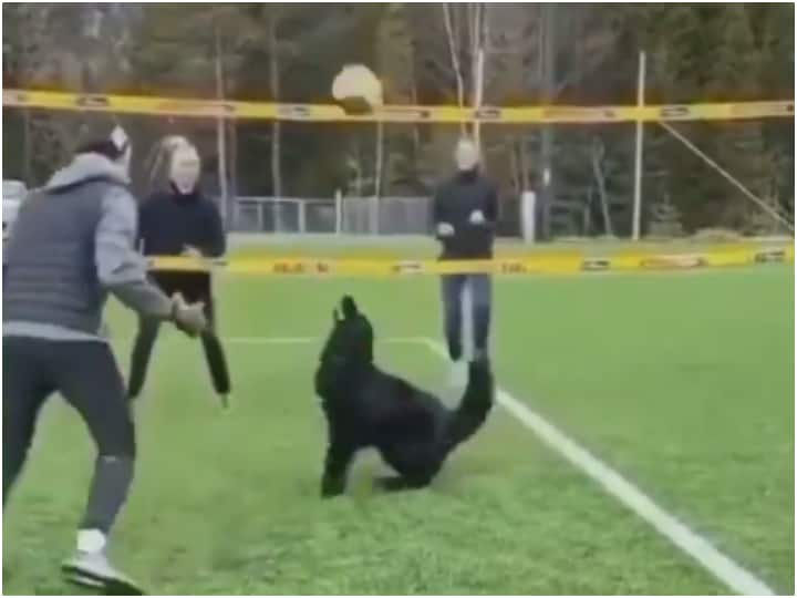 dog playing volleyball like professional video viral on social media Trending: किसी पेशेवर की तरह Volleyball खेलता है ये कुत्ता! वायरल वीडियो में देखिए शानदार Skills