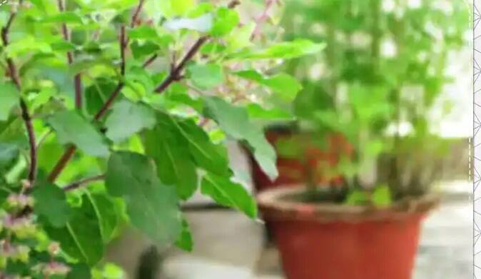 Vastu Shastra tips for tulsi never keep basil plant in this direction Vastu Tips:  ઘરમાં આ જગ્યાએ તુલસીનો છોડ રાખવો મનાય છે અશુભ, નકારાત્મક પ્રભાવનું બને છે કારણ