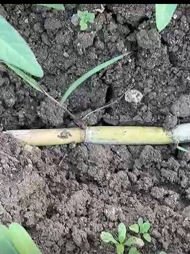 नांदेड जिल्ह्यातील शेतकरी संकटात