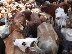 लंपी वायरस के कारण बस्तर के परिवहन और पशु बाजारों पर रोक, इन राज्यों तक होती है खरीद-बिक्री