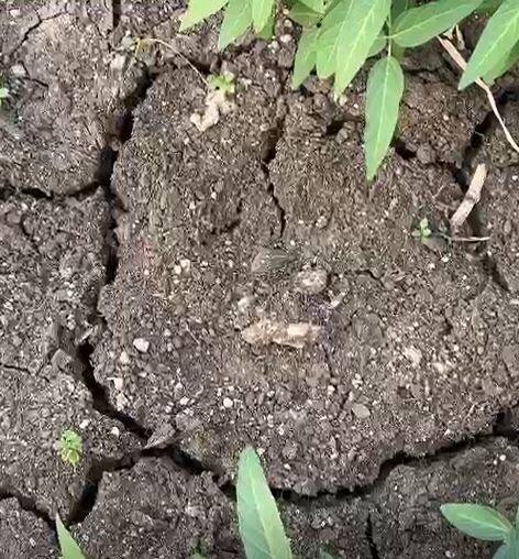 नांदेड जिल्ह्यात पावसाअभावी पिकं चालली वाळून