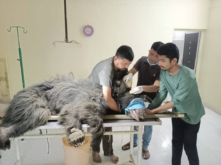 Successful treatment of injured bear, released after 20 days of treatment into natural habitat Wardha News : जखमी अस्वलावर यशस्वी उपचार, 20 दिवसांच्या उपचारानंतर सोडले नैसर्गिक अधिवासात