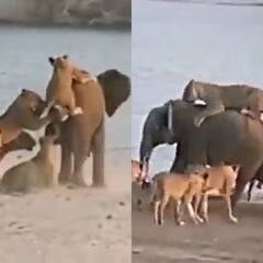 Watch Video: ஒற்றை யானை சிங்கக்கூட்டத்தை எதிர்த்துவென்ற வீடியோ.. வைரலாகும் வீடியோ..