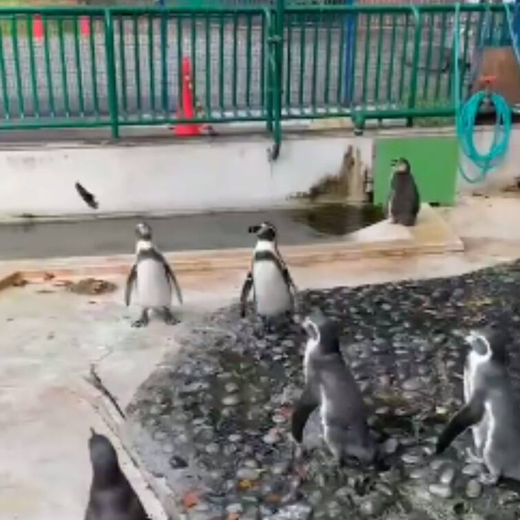 Viral video: Cute penguins chasing a butterfly delights internet Viral video: ‘ধরব ধরব করছি তবু ধরতে পারছি না’, প্রজাপতির পিছনে দৌড়ে নাকাল পেঙ্গুইনের দল