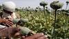 Opium Cultivation : ਅਫੀਮ ਦੀ ਖੇਤੀ ਨਾਲ ਕਿਸਾਨ ਹੋ ਜਾਣਗੇ ਮਾਲਾਮਾਲ, ਲੱਖਾਂ ਤੋਂ ਕਰੋੜਾਂ 'ਚ ਪਹੁੰਚ ਸਕਦੈ ਮੁਨਾਫਾ