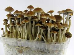 Alcohol: అద్భుతగుణాలున్న ఈ పుట్టగొడుగులు మద్యం అలవాటును మానిపించేస్తాయి, పరిశోధనలు సక్సెస్