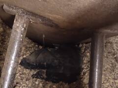 मंदसौर में फिल्म पुष्पा की तर्ज पर मादक पदार्थों की तस्करी, पानी का टैंकर देख दंग रह गए अधिकारी, देखें वीडियो