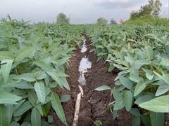 Nanded Agriculture News : पावसाअभावी पिकं चालली वाळून, नांदेड जिल्ह्यातील शेतकरी संकटात