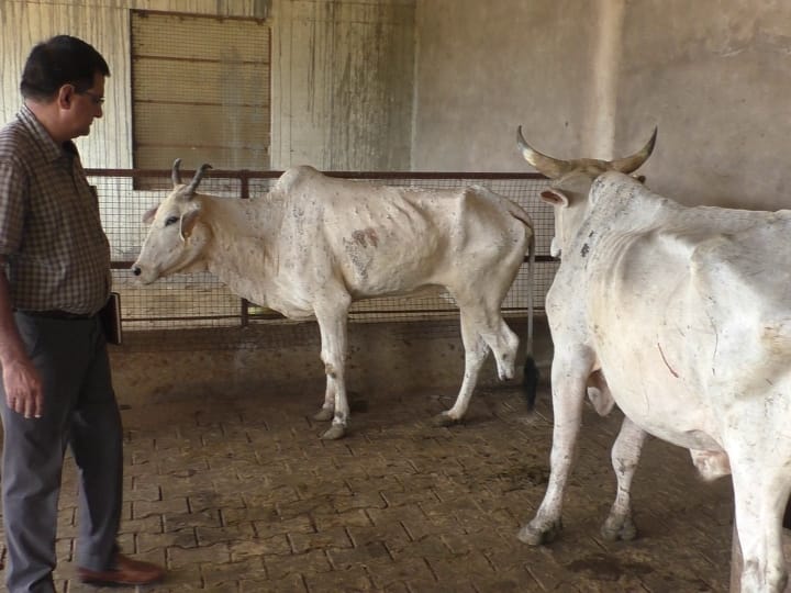 Rajasthan News Estimated reduction in milk storage due to lumpy skin disease in animals in Rajasthan Lumpy Skin Disease: राजस्थान में लंपी वायरस का असर! हर दिन 4 लाख लीटर दूध की कमी का अनुमान