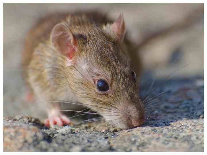 Rat Killer Home Remedy : घरात उंदीर शिरलेत? 2 रुपयांचा शॅम्पू सर्व उंदीर पळवून लावेल, एकदा 'हा' उपाय करुन पाहाच!