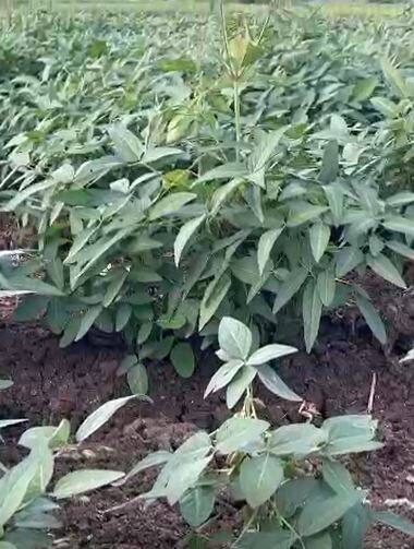 नांदडे जिल्ह्यातील शेतकऱ्यांना पावसाची गरज