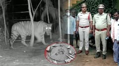 Officers Warn About Bengal Tiger: విజయనగరం జిల్లా వంగరలో పెద్దపులి వణుకు | DNN | ABP Desam