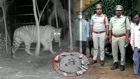 Officers Warn About Bengal Tiger: విజయనగరం జిల్లా వంగరలో పెద్దపులి వణుకు | DNN | ABP Desam